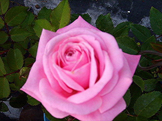 Belinda’s Dream Heirloom Rose Bush Plant Fragrant Double Pink Flower Perpetual