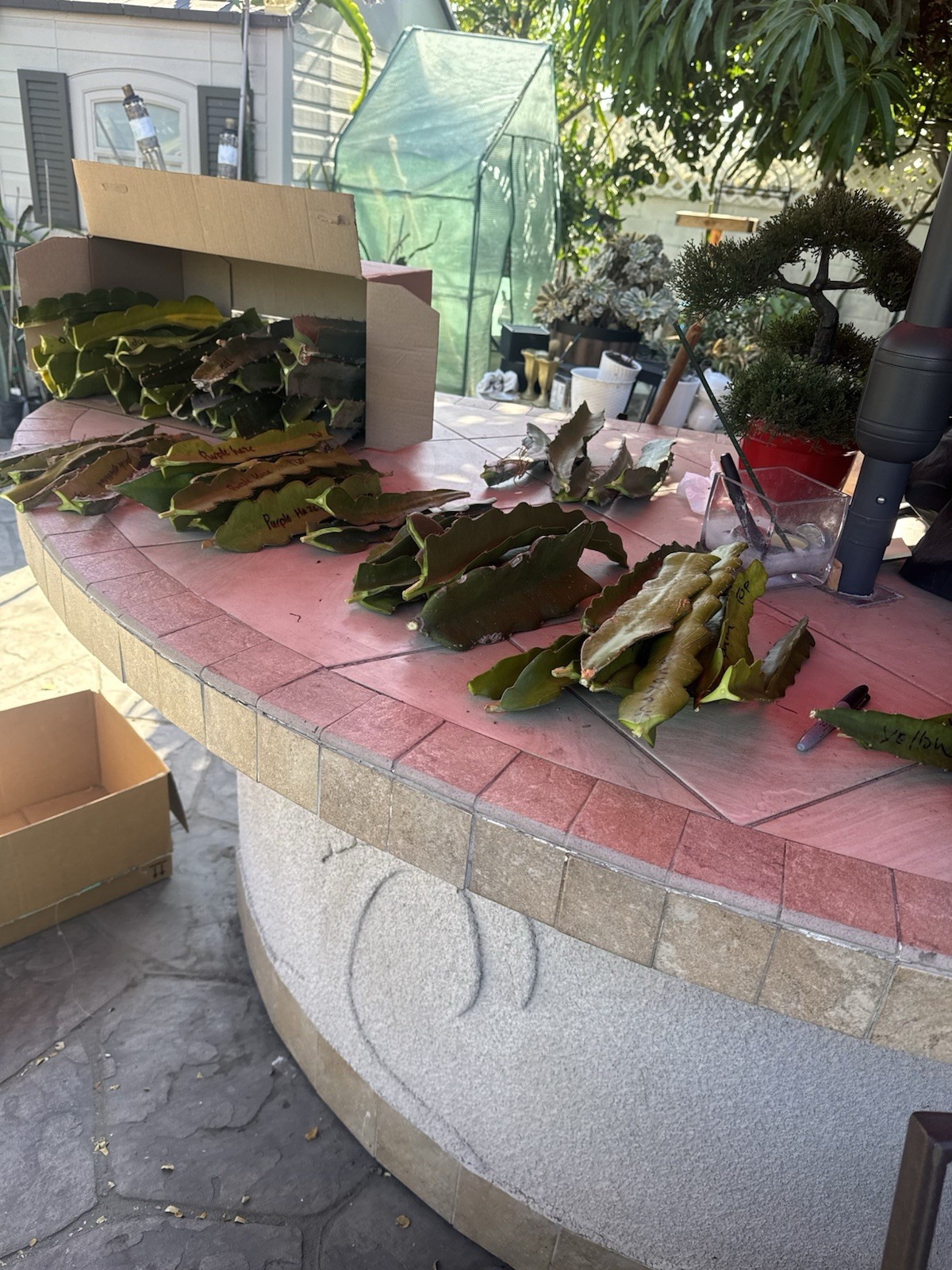 Sweet, White Dragon Fruit Cutting self pollination 8 to 12 inches ￼