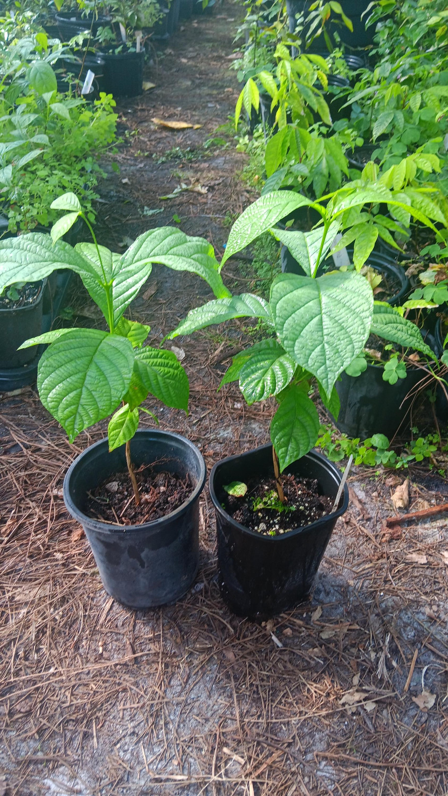 RARE Guabiraba – Paililo – Campomanesia Lineatifolia – Live Plant!