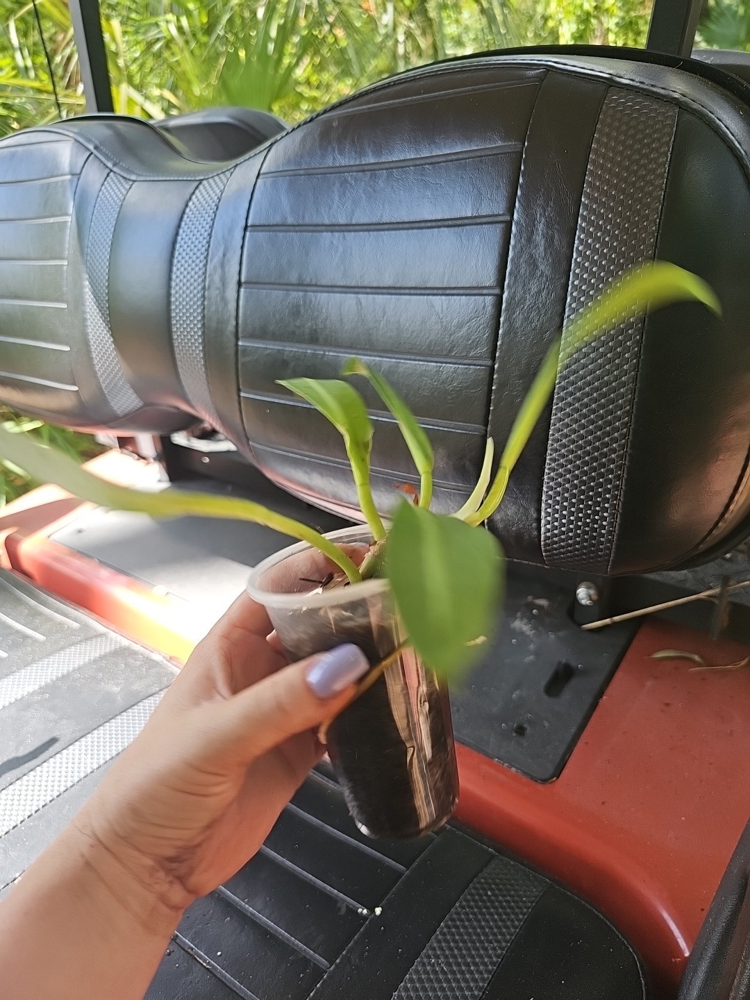 PHILODENDRON CRASSINERVIUM PLANT Crawler 3″ Pot Rooted 5 Leaves