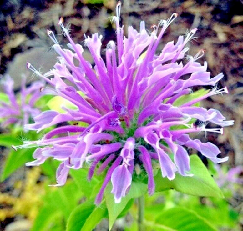 Bee Balm Wild Bergamot | 500 Seeds | Perennial | Non-GMO 500 Seeds US SELLER