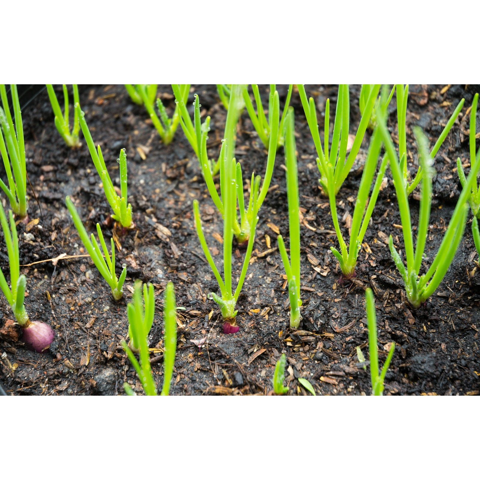 Karmen Red Onion Set Bulbs Organic Non GMO Garden Vegetable – 1 lb