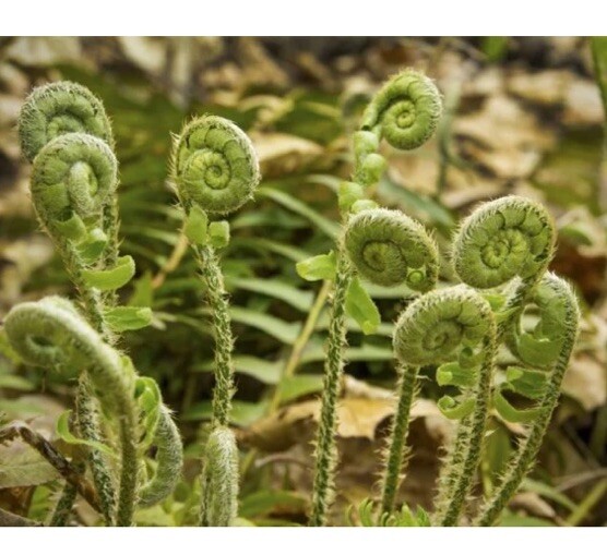 Huge Lush Christmas Fern! Live Ready To Plant!Year Round Green! SpringFiddlehds