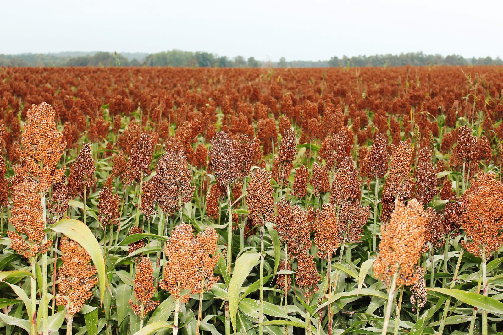 50 BROOMCORN / COLORED UPRIGHTS SORGHUM BICOLOR RED Seeds *Flat S/H