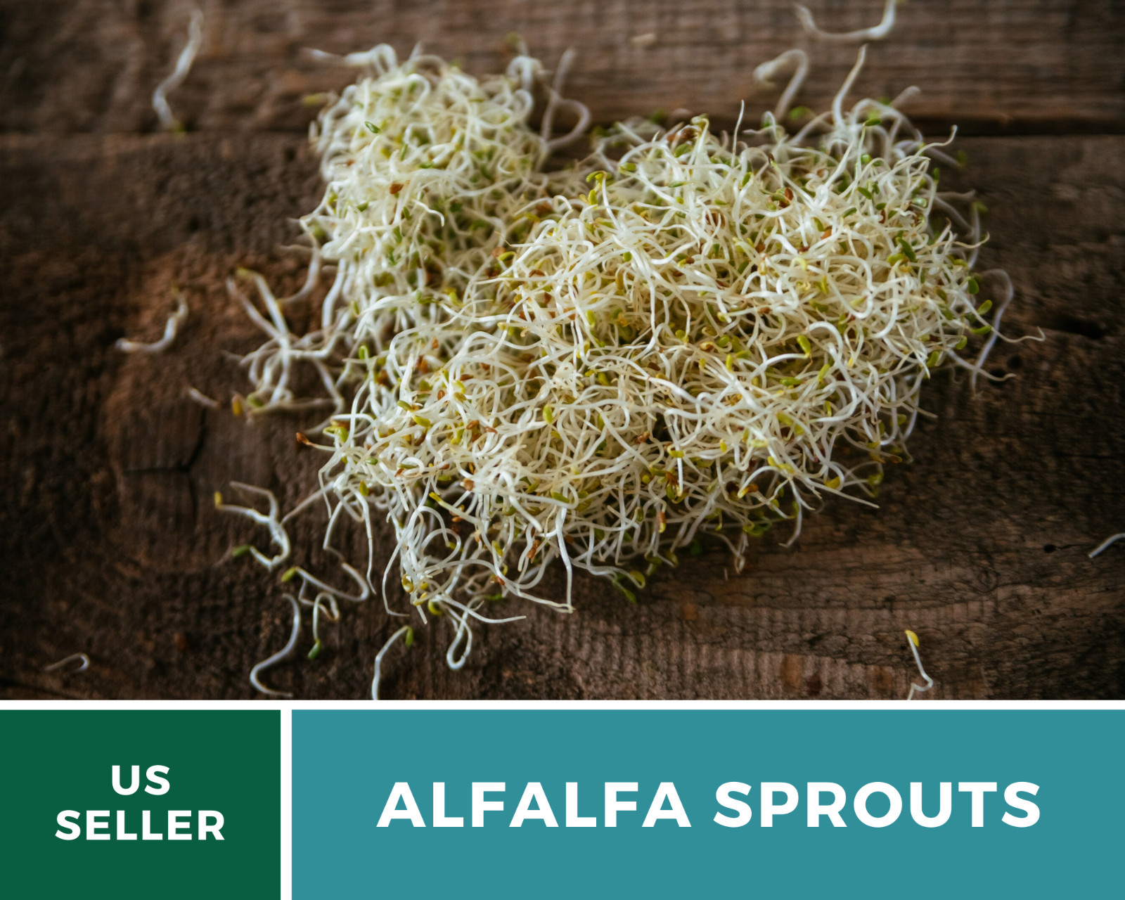 Sprout, Alfalfa – 500 Seeds – Grow All Year – NonGMO – Nutrient Dense