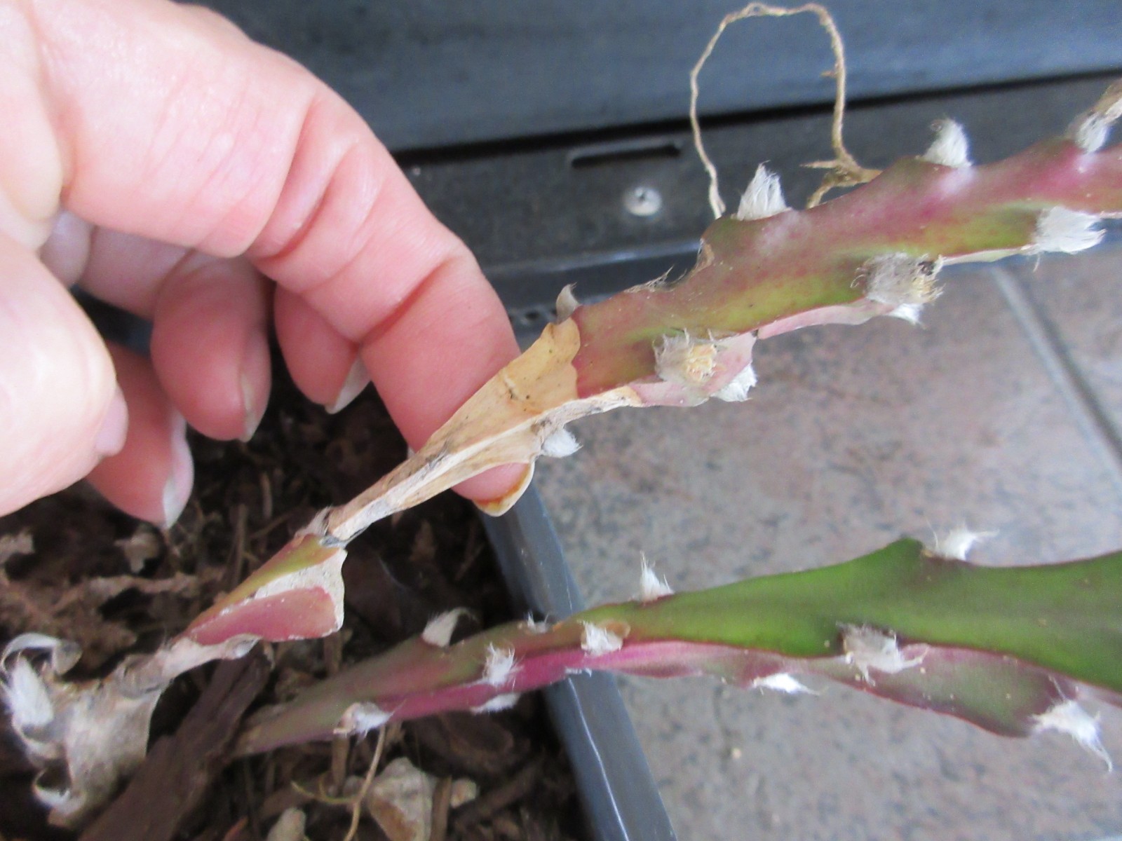Rhipsalis (Lepismium) Cruciforme RED CLONE Cactus 1 rooted plant