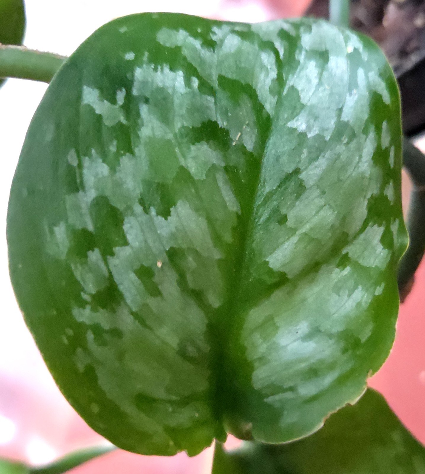 Rare Scindapsus Blue Splash 12″ Tall 2 Plants Aroid not Monstera Philodendron