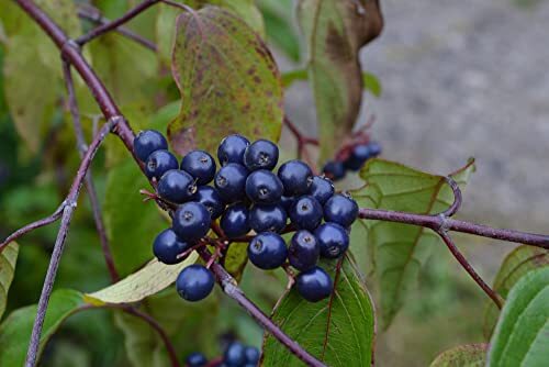 Silky Dogwood Seeds for Planting – 30 Seeds – Cornus Amomum