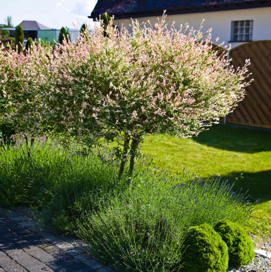 Japanese Dappled Nishiki Willow – Live Shrub/Tree in 4-Inch Pot (8–12″ Tall)