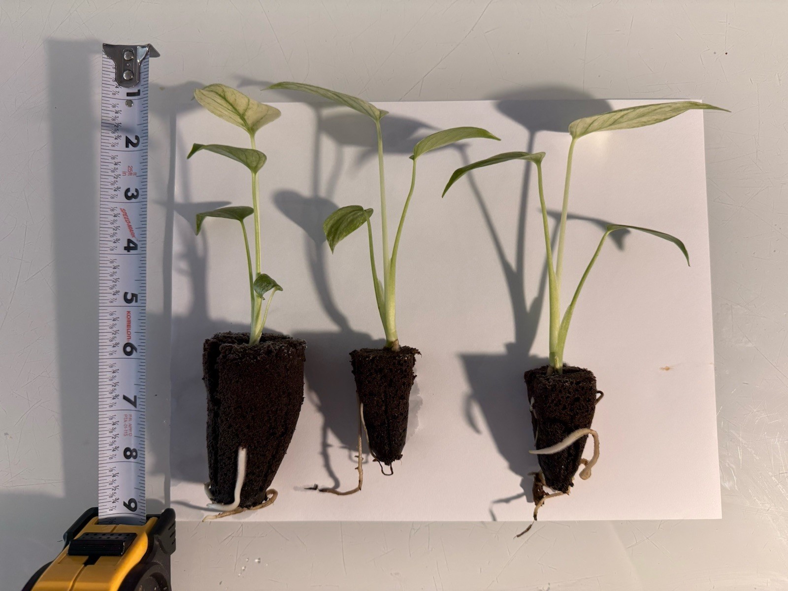 Rooted Variegated Monstera Mint (1 Plant)