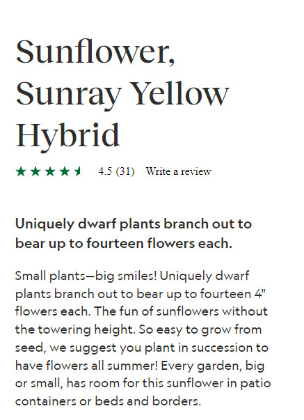 SEEDS – Sunray Sunflowers, Patio Containers or Beds, Borders
