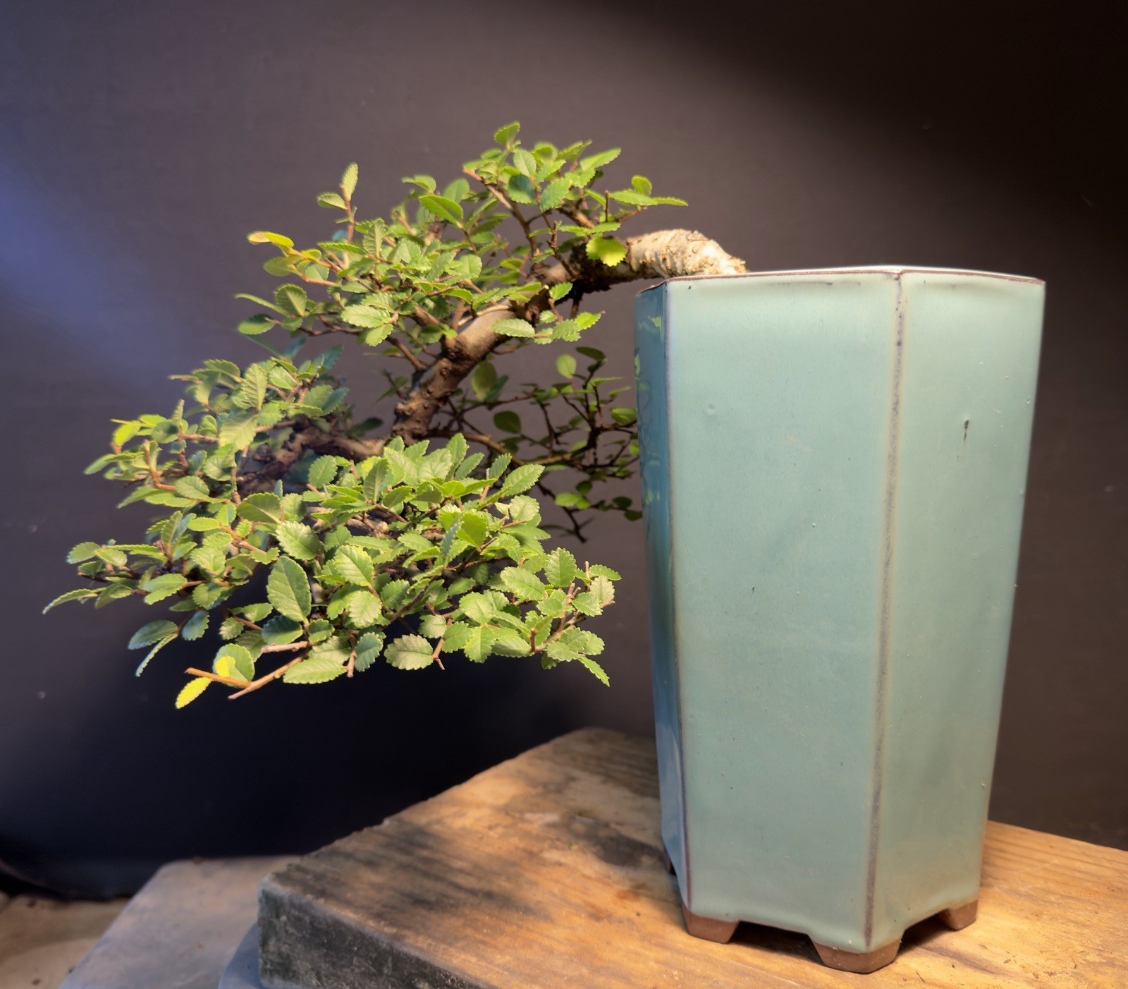 Bonsai Tree Cork Bark Chinese Elm Cascade From Root Cutting Quality Chinese Pot