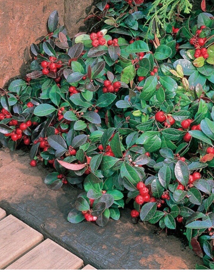 25 Edible Wintergreen / Teaberry Plants (Gaultheria procumbens)