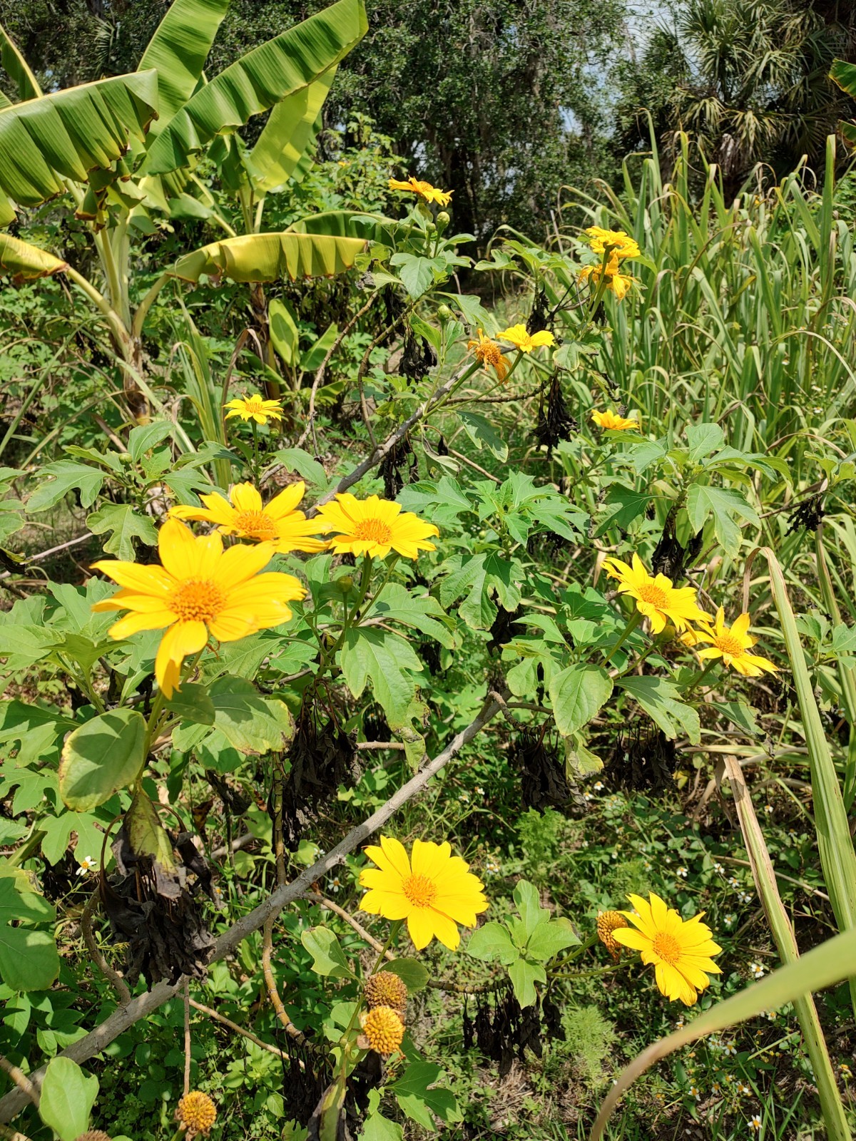 Mexican Sunflower tithonia (One Gallon Pot) free shipping