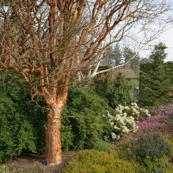 20 Paperbark Maple Seeds (Acer griseum) Rare Ornamental Tree – Stunning Peeling