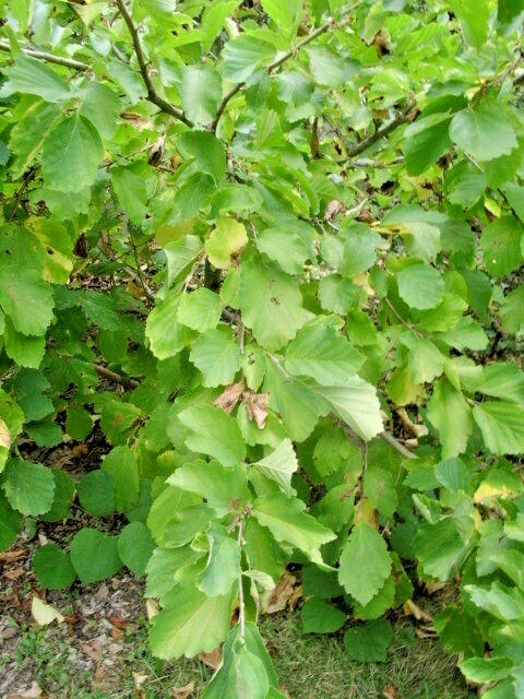 10 MEXICAN WITCH HAZEL SEEDS – Hamamelis virginiana mexicana
