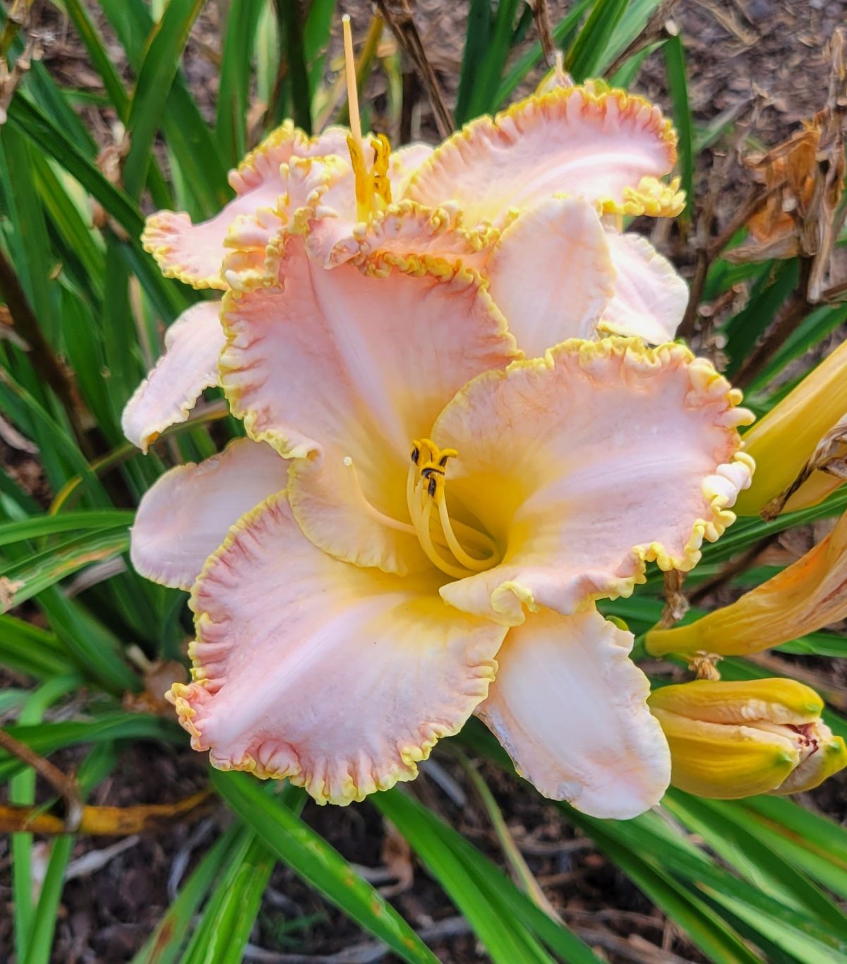 Daylily ‘Enchanted April’ 5 1/2″ Pink Lavender Blooms on 24″ Flower Scapes