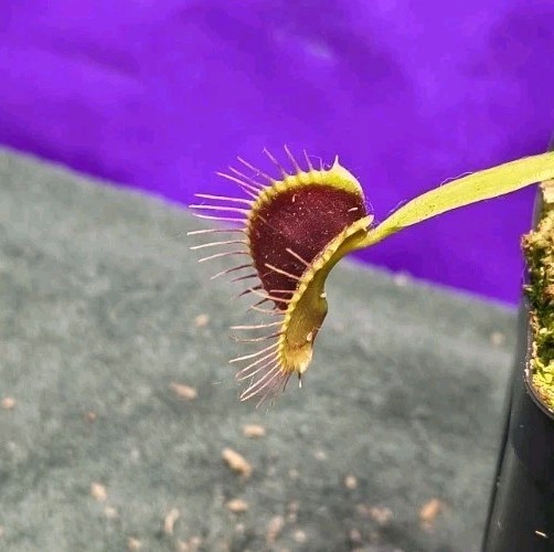 Venus Flytrap SEED- GROWN Large Dark Red Traps Carnivorous Plant