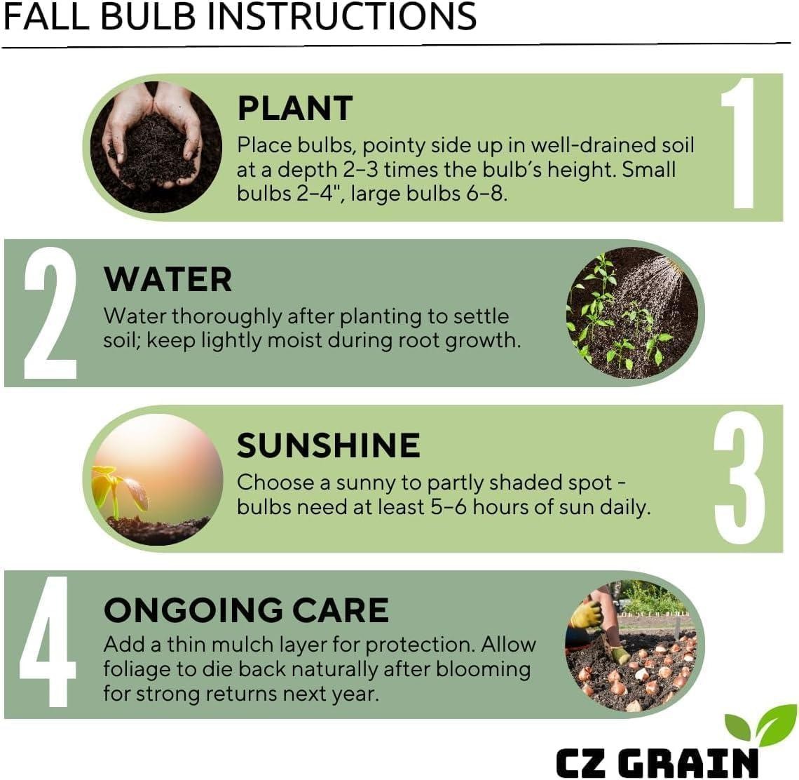 Royal Flush Caladium Bulbs For Planting – Great Indoor Plants (6 Bulbs)