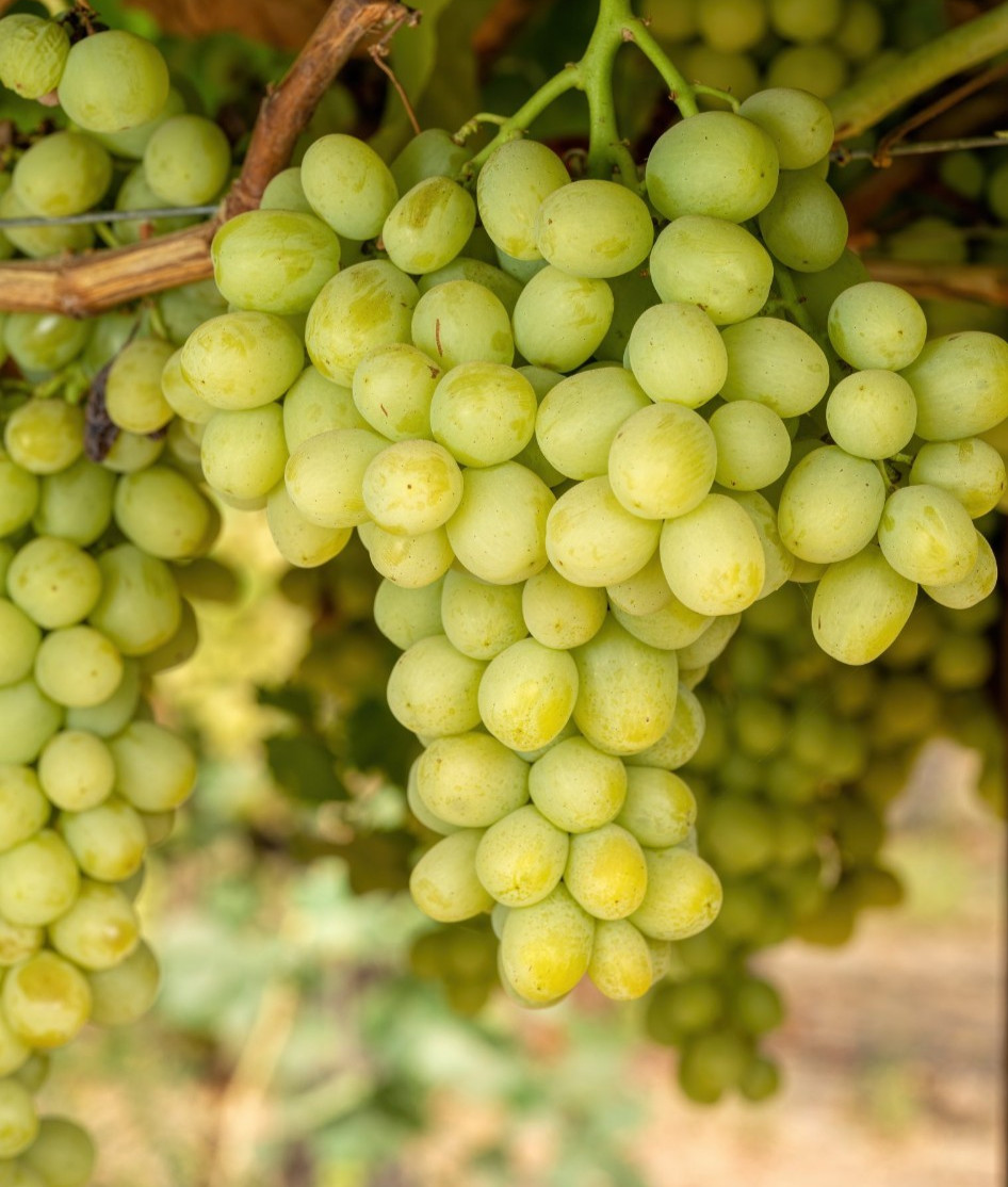 GREEN AUTUMN SEEDLESS GRAPE 1-2 yr Old Well Rooted Live Vine Plant SHIPPING NOW