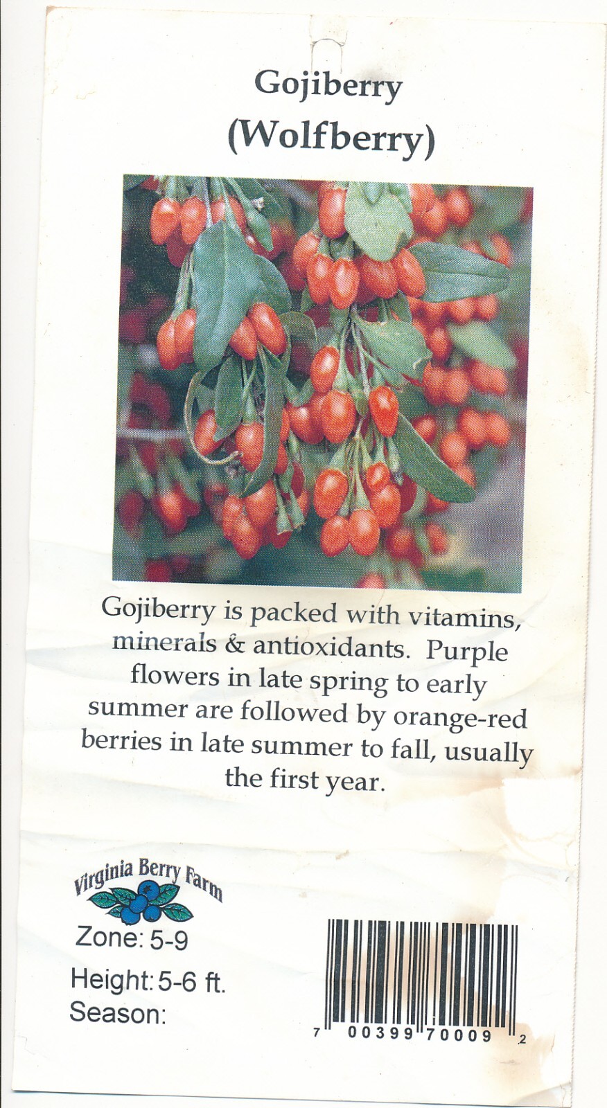 1 ft – 2 ft tall plant in pot Goji berry wolfberry (superfood) fruiting bush