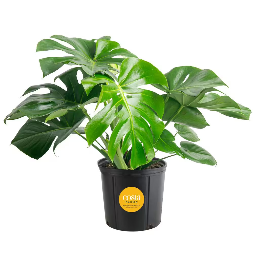 Monstera Deliciosa Indoor Plant in 10 In. Grower Planter, Avg. Shipping Height 2