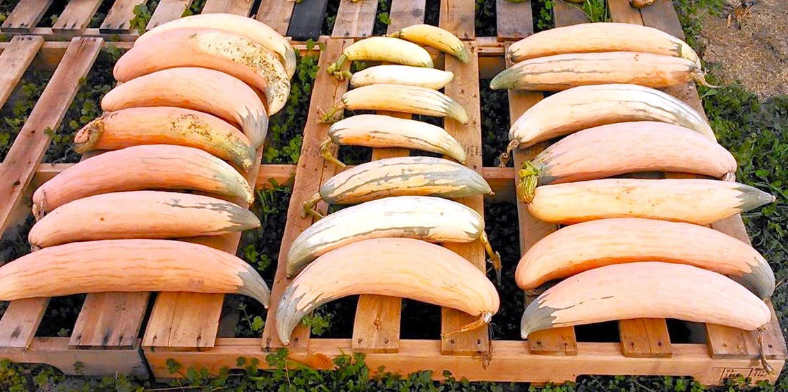 North Georgia Candy Roaster Seeds | Pink Banana Pumpkin Winter Squash Seed 2025