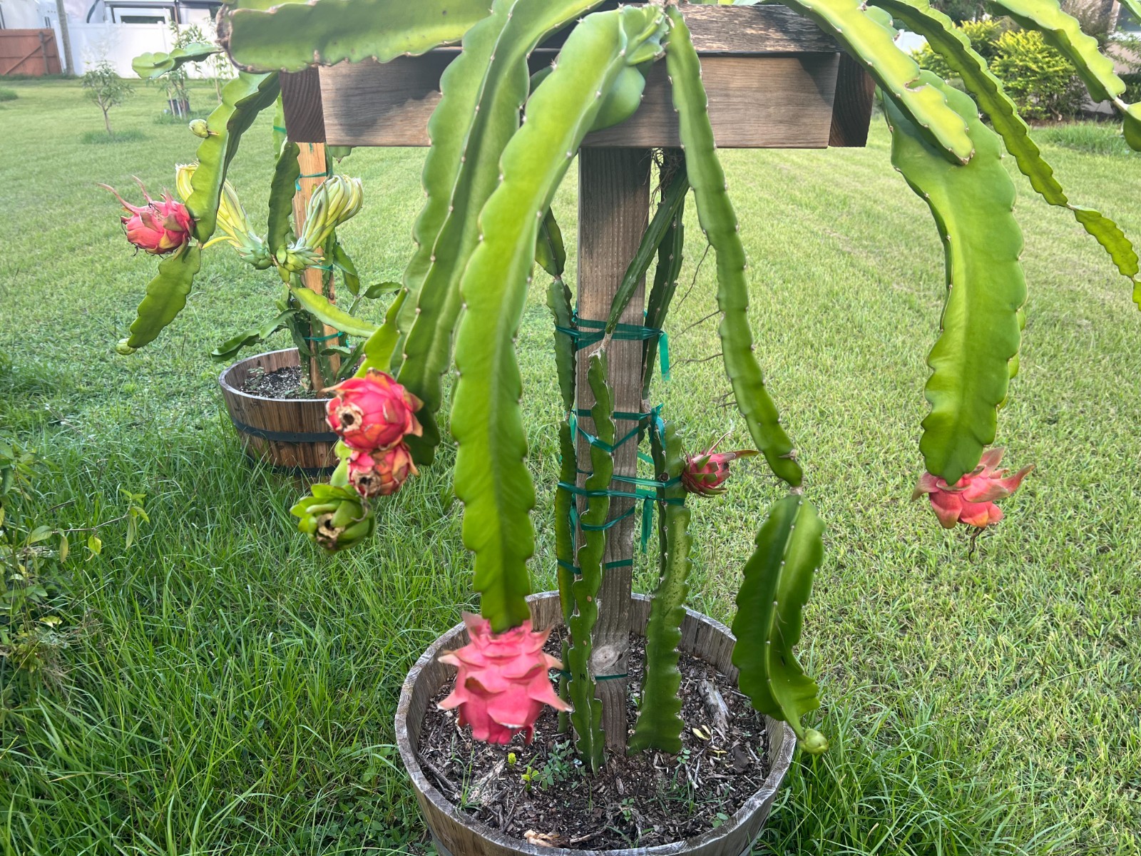 Dragon Fruit Cuttings – 12-15″ – American Beauty, Sugar Dragon, Yellow Palora