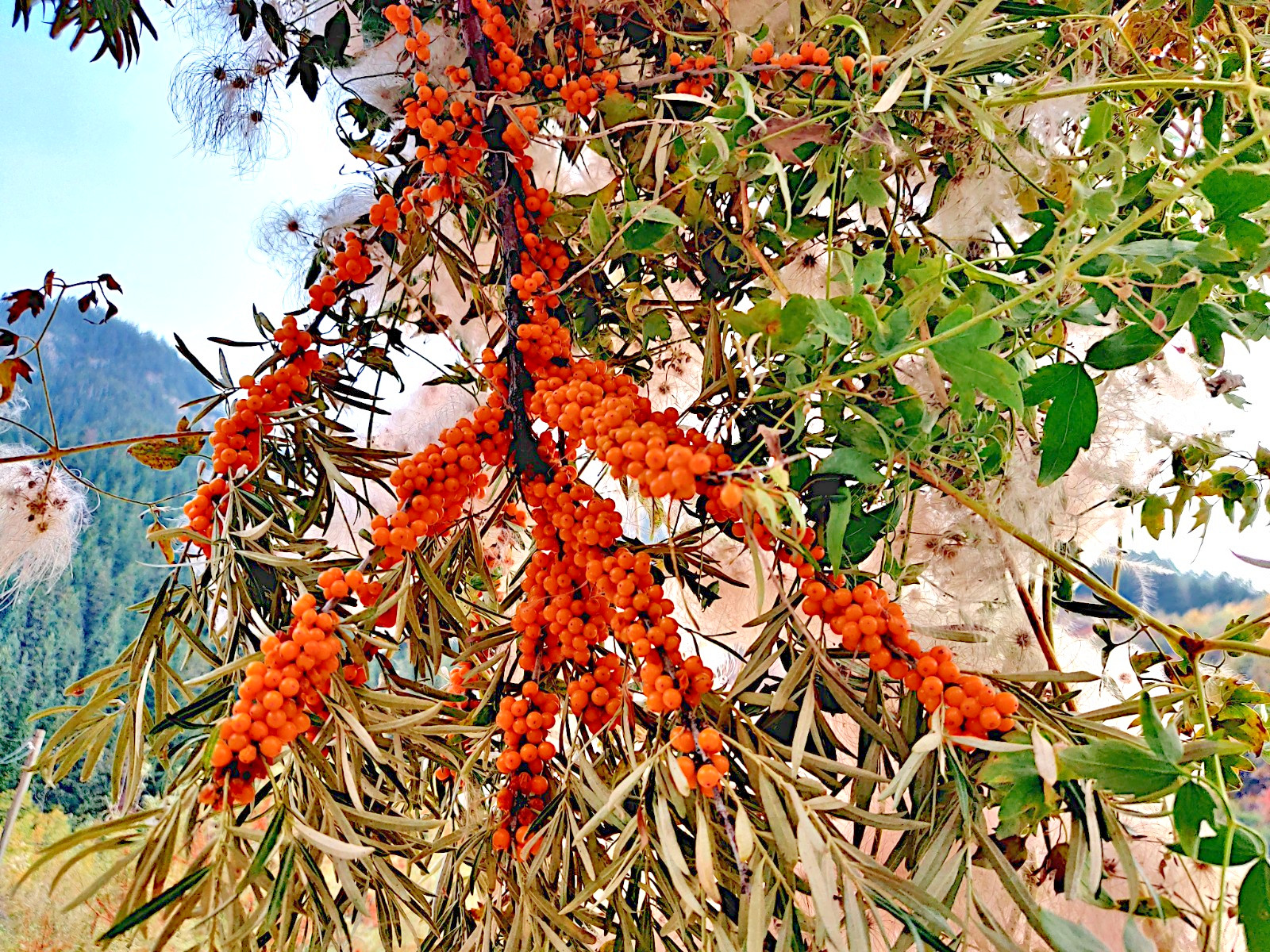 Sea Buckthorn “Seaberry” Tree Seeds (Hippophae Rhamnoides) Cold Hardy Fruit