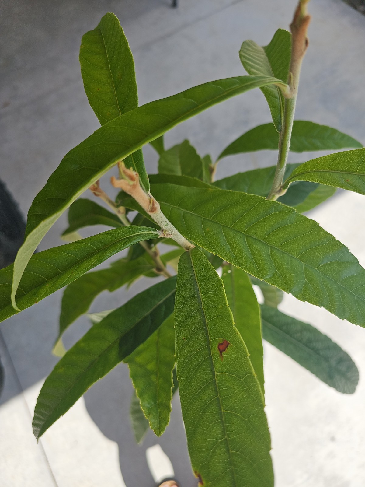 Large 4 to 5ft Loquat Gold Nugget Varietie Japanese Plum Tropical Fruit Tree