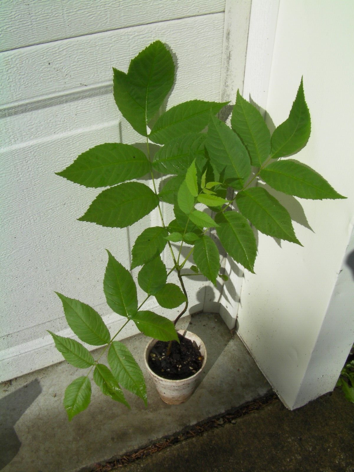25 Black Walnut nuts seeds Juglans Nigra, 100% organic, anti-parasitic medicinal