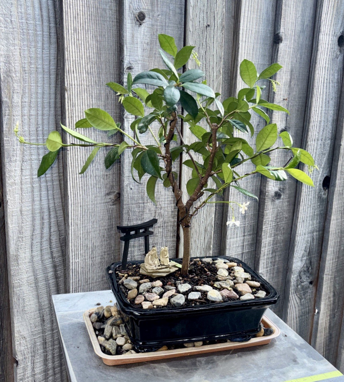 ***FLOWERING*** STAR JASMINE BONSAI TREE IN 10” CERAMIC POT