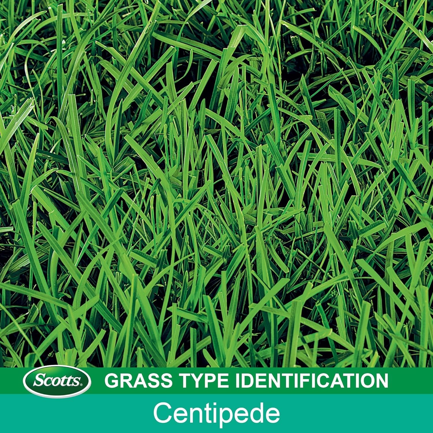 Turf Builder Centipede Grass Seed & Mulch, Grows a Thick, Low-Maintenance Law…