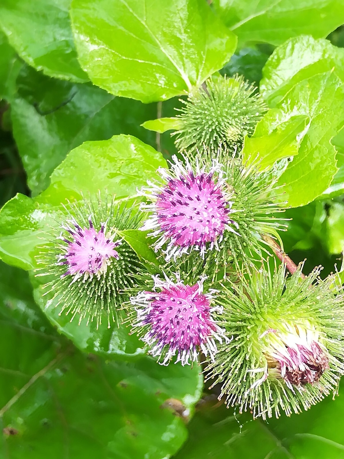 Greater Burdoch, Arctium Lappa 1/4 Tsp.