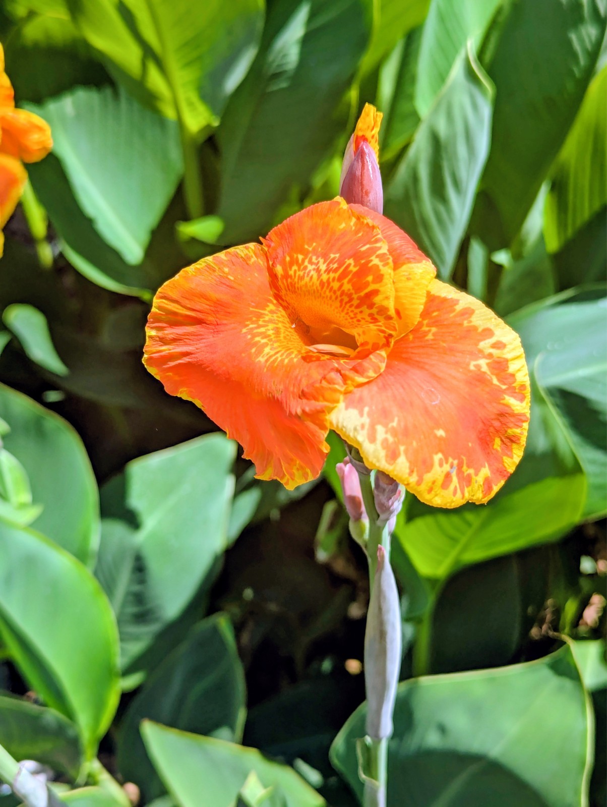 3 Canna Lily Rhizomes Live Bulbs Speckled Orange Yellow Flowers Tropical Plant