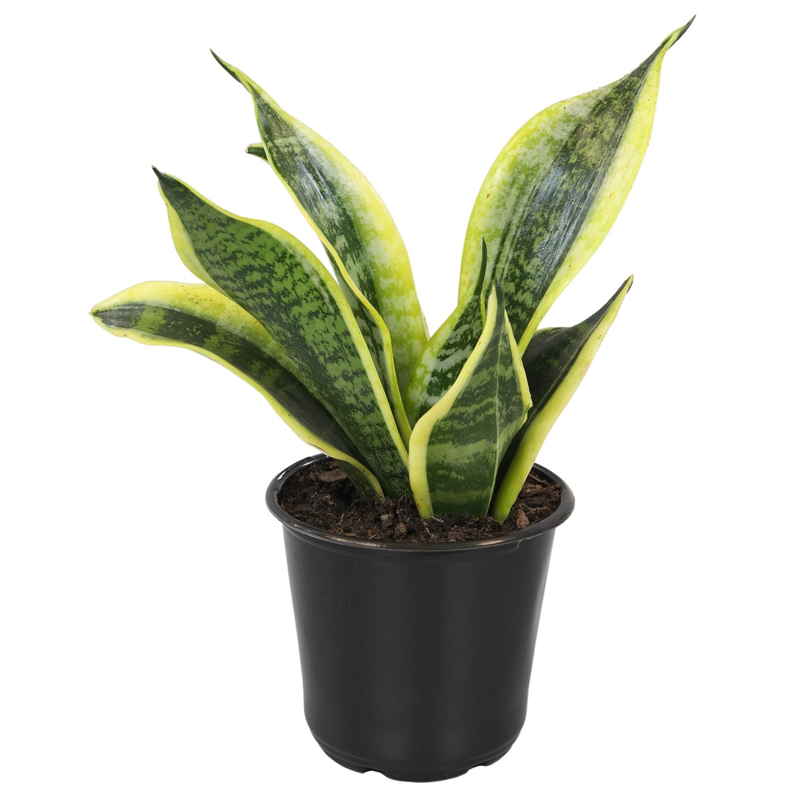Live Snake Plant (Superba), Approx. 13″ Tall, Virtually Indestructible, Easy …