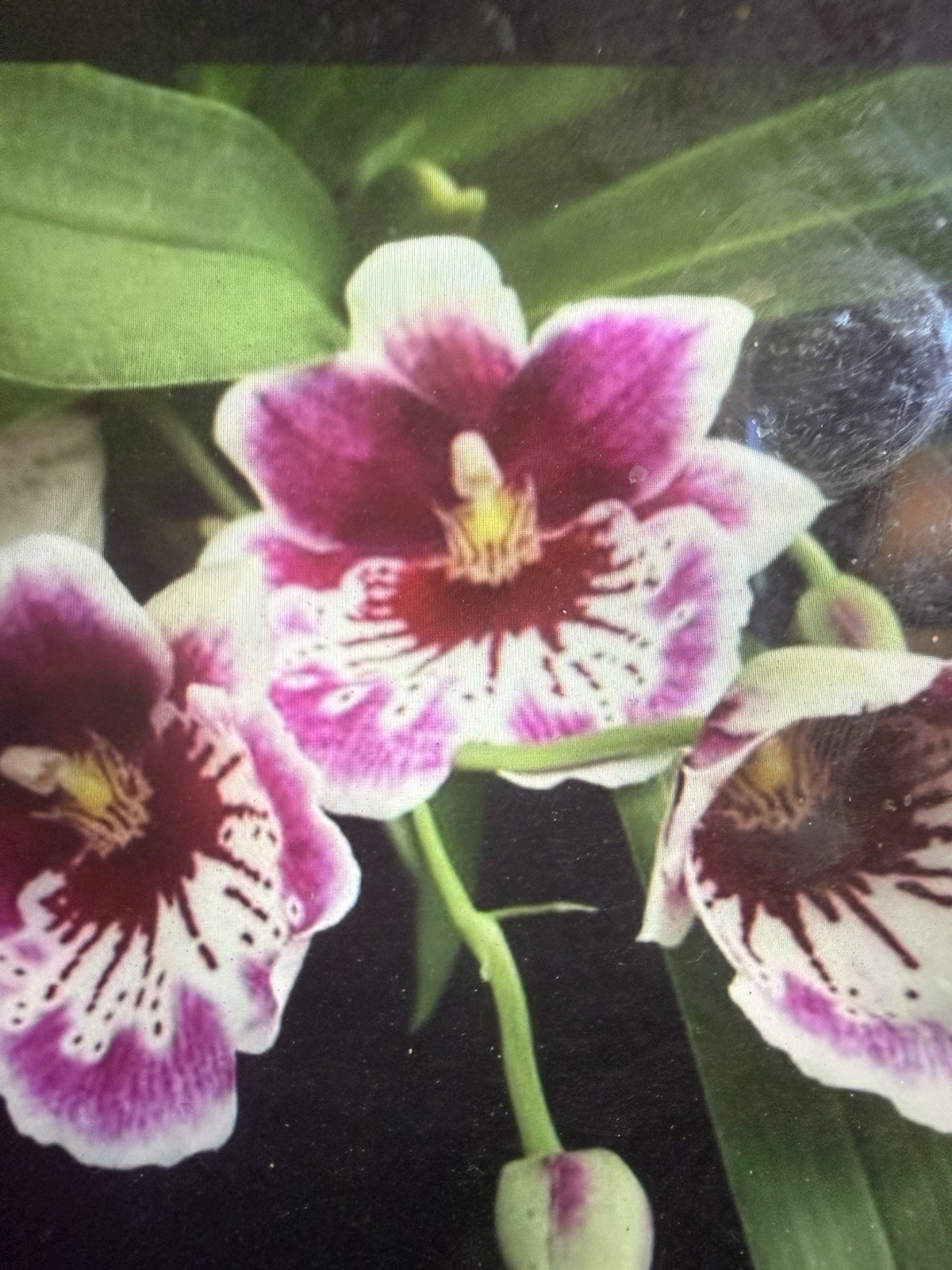 ORCHID PLANTS Mps Martin Orenstein Shirley p One rooted bulb no pot
