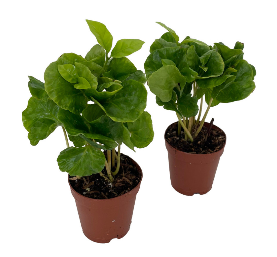Live Arabica Coffee Bean Plants – 2 Pack in 2″ Pots – Grow Your Own Coffee Plant