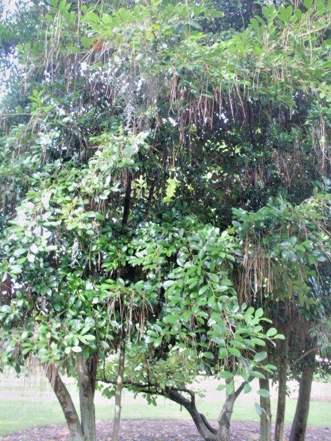 10 EVERGREEN WITCH HAZEL SEEDS – Distylium racemosum