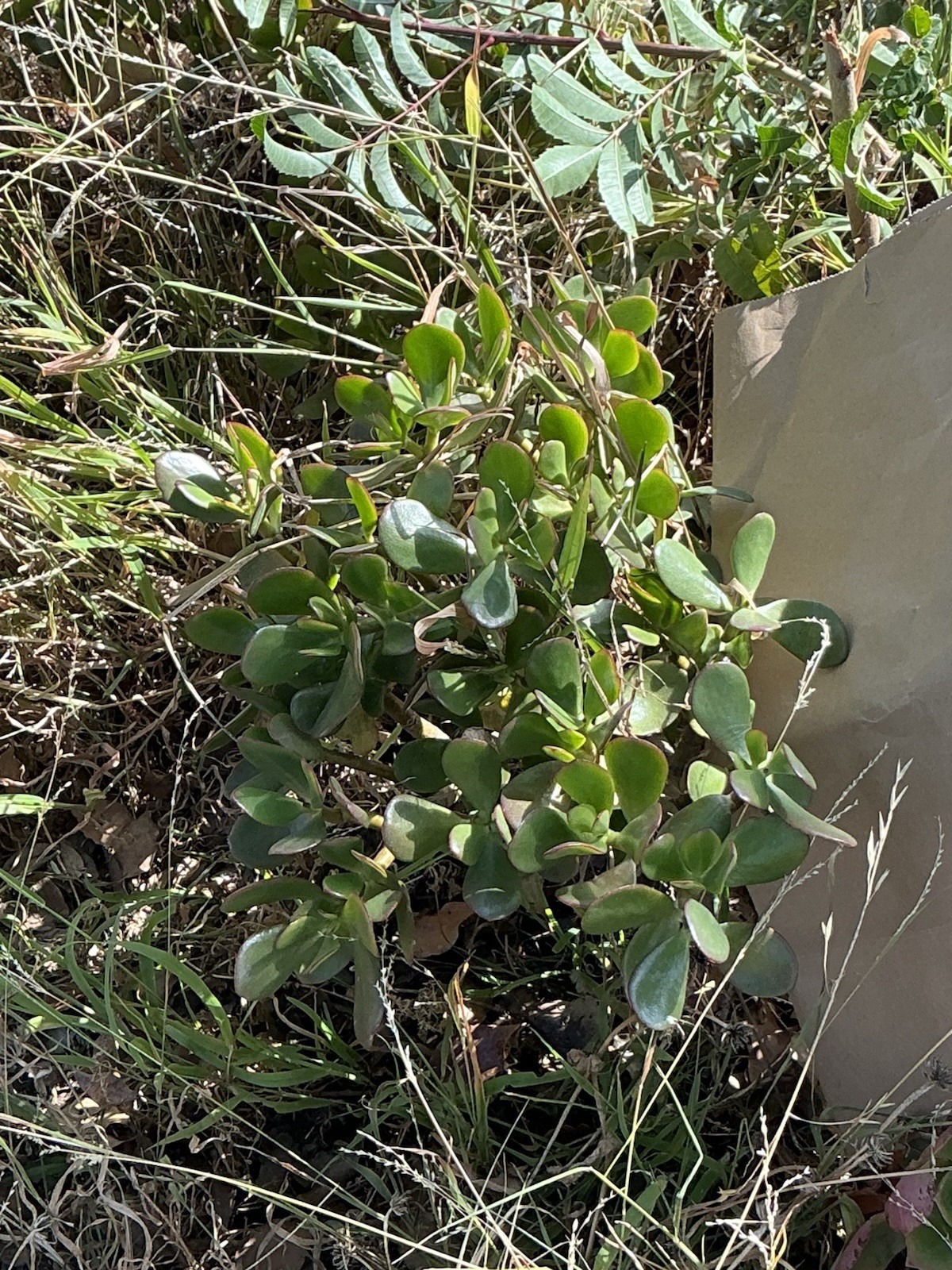 healthy jade plant with roots, Around 16” To 17” tall, rooted