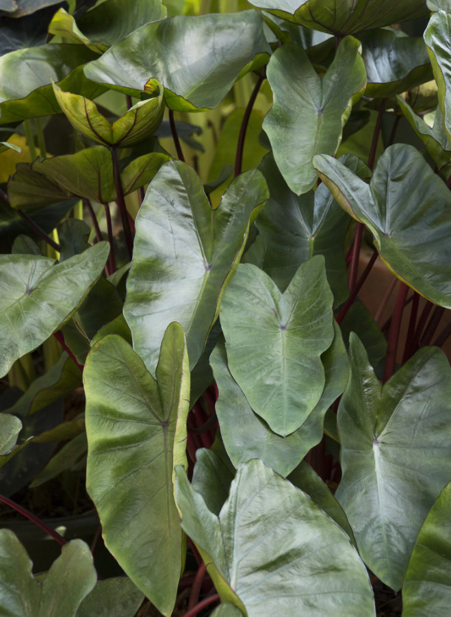 Hawaiian Punch Colocasia Live Plant – 3–5” Tall – 4″ Pot – Ship No Pot
