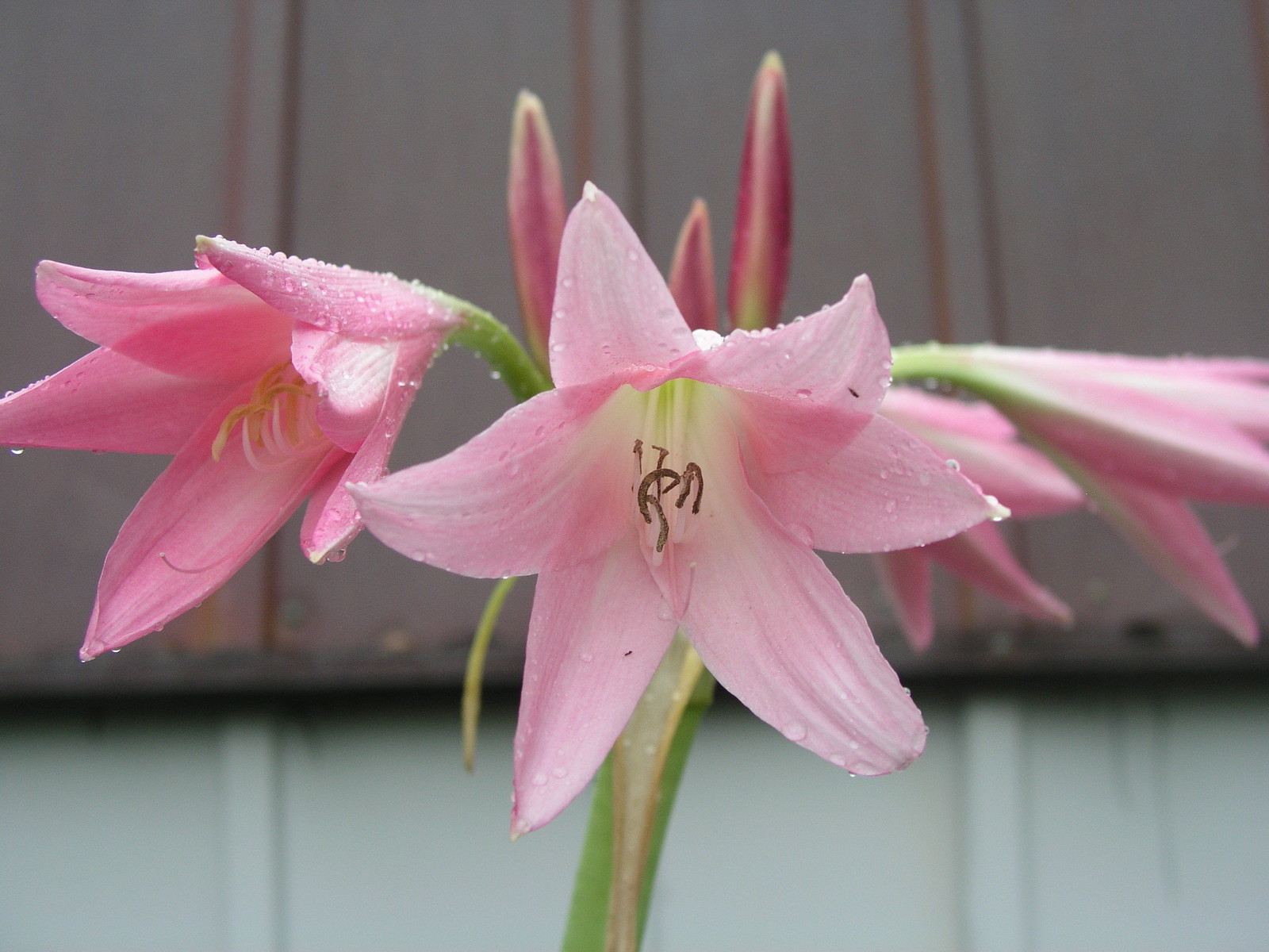 Crinum Lily, Pink Trumpet, large, blooming-size bulb, NEW