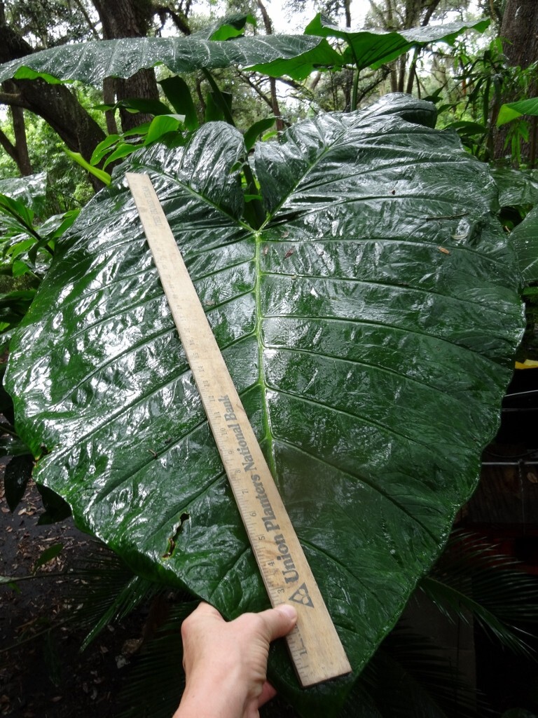 Mary’s Giant Colocasia / Elephant Ear / Taro – 1 Gallon Size