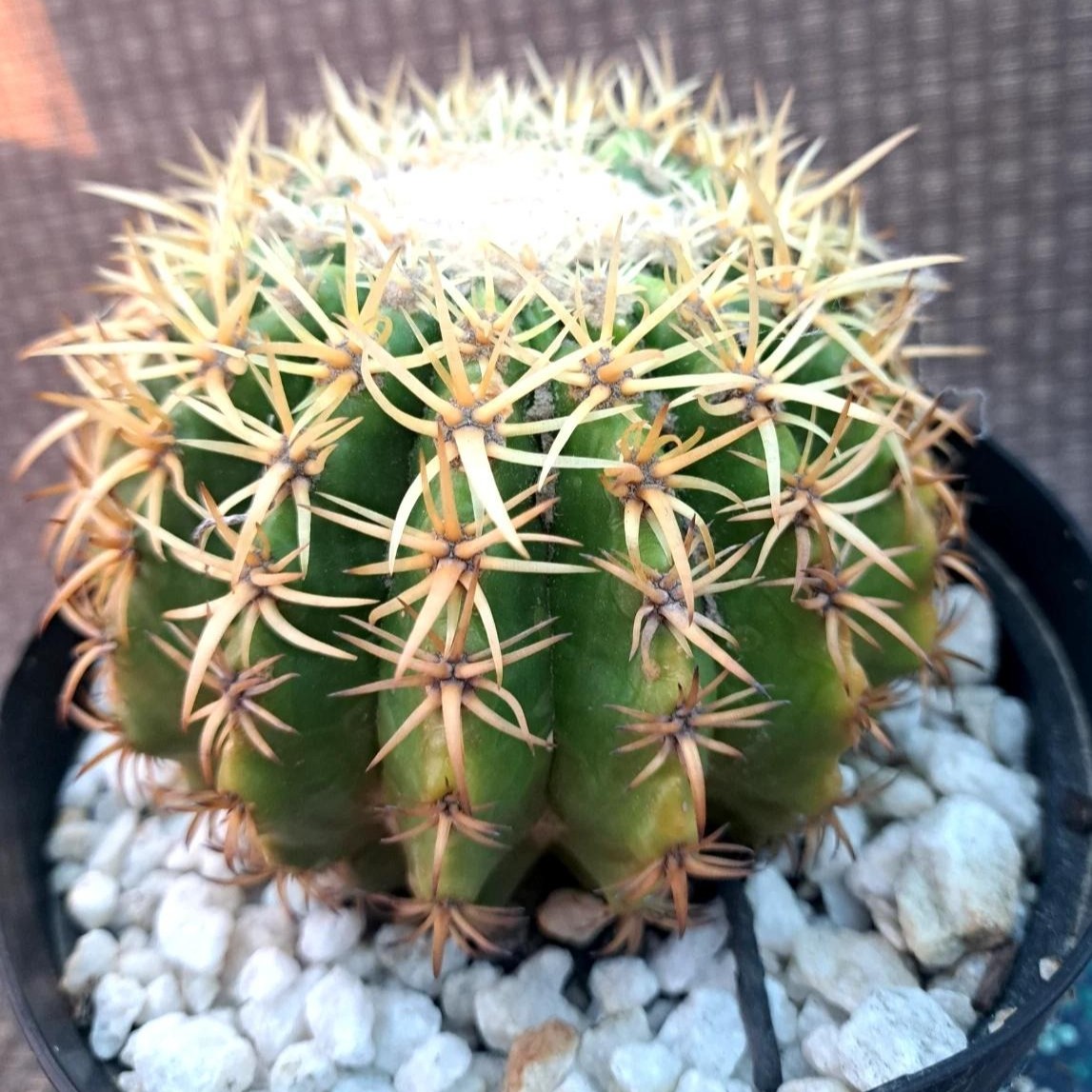 Echinocactus Grusonii ‘Golden Barrel Cactus’, Currently in a 4″ Container