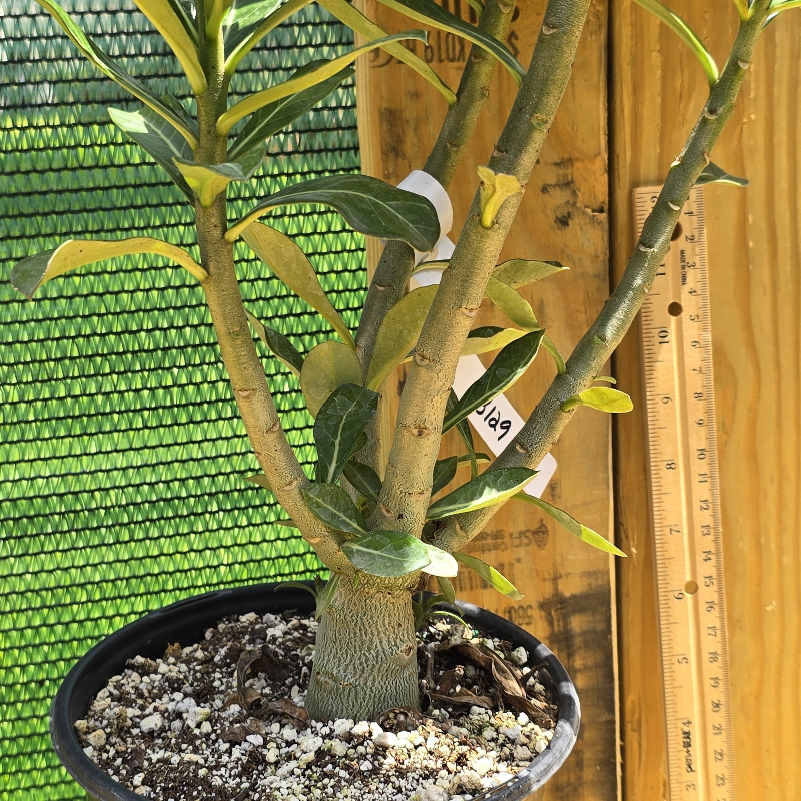 B129: Adenium Obesum Desert Rose Live Plant Rosa Del Desierto Original From Seed
