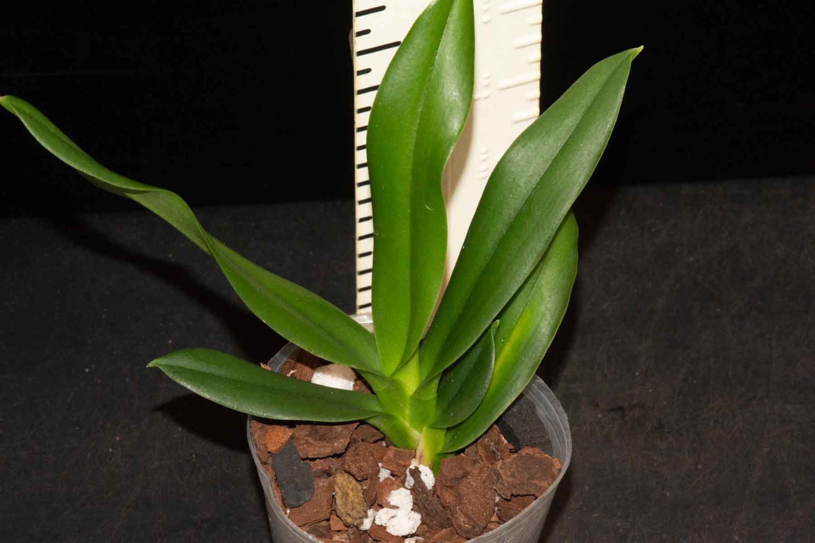 Vandaenopsis Summer Stars (Neofinetia falcata x Sedirea japonica)
