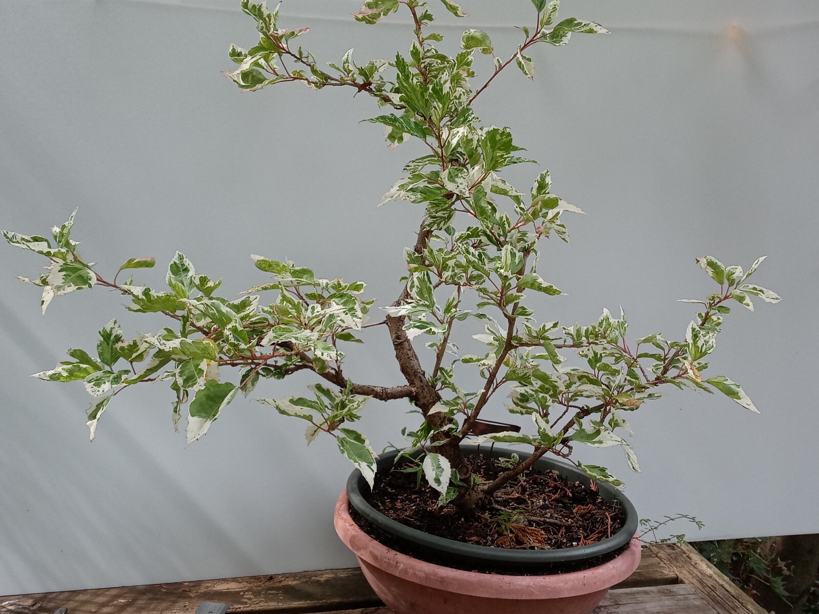 SNOW QUEEN Tropical Hibiscus Bonsai Plant Variegated leaves and Red Flower