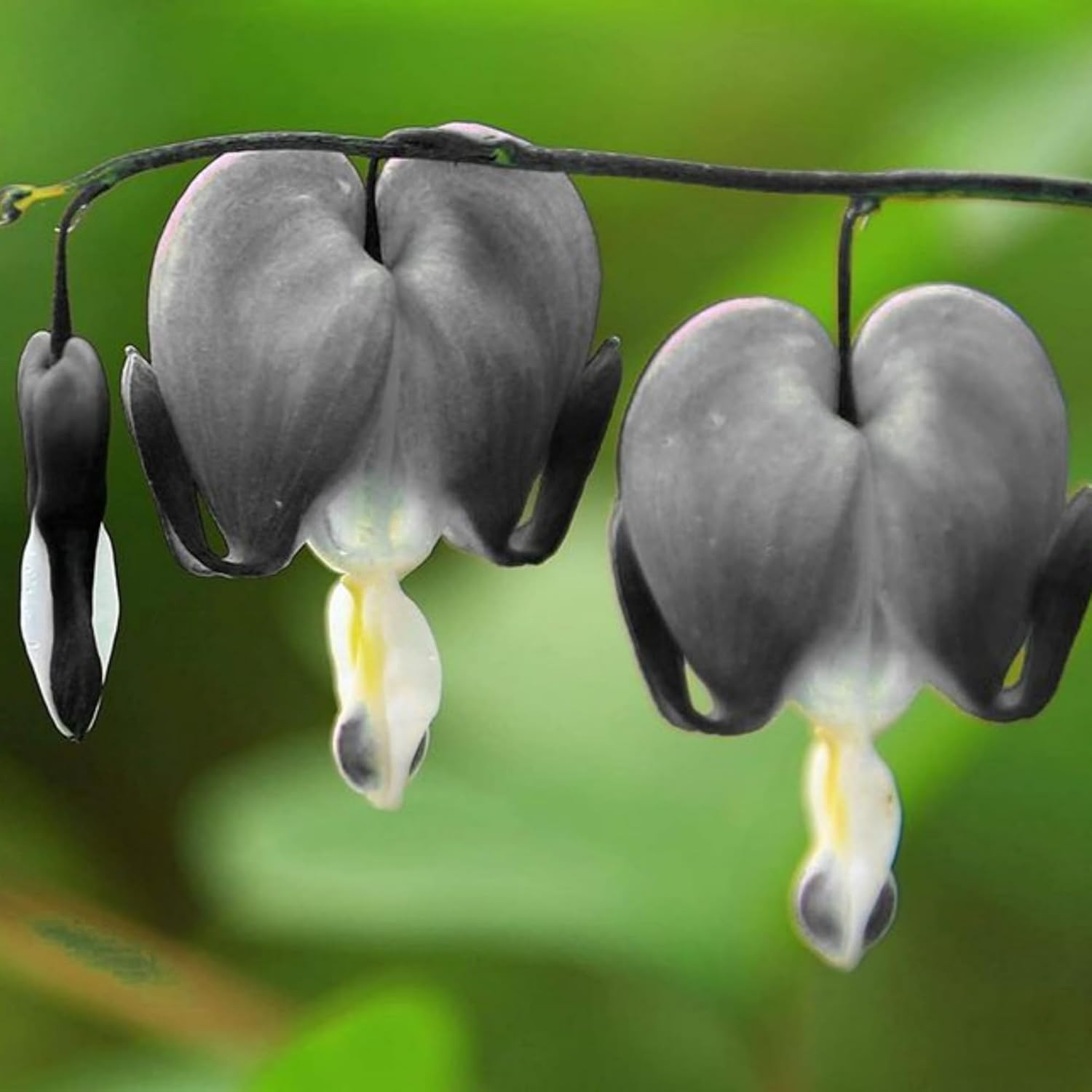Dicentra Spectabilis Seeds for Planting – 100 Bleeding Heart Seeds Shade Flower