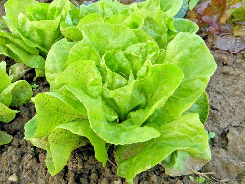 600+TOM THUMB Seeds Romain Leaf Lettuce Organic Spring Fall Garden Container
