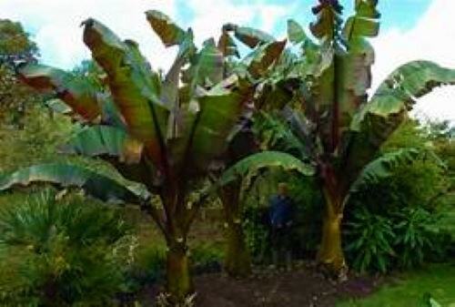 **RED ABYSSINIAN**Ensete Maurelii**AKA False Red Tropical Musa Banana Tree**USA*
